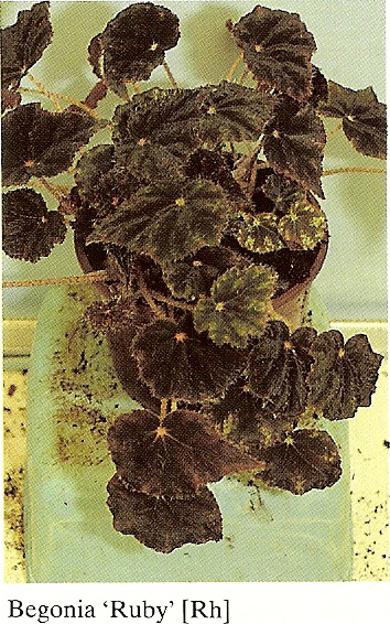 B. ‘Ruby’